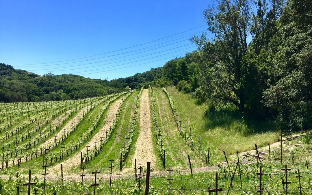 Plants that attract beneficial insects and keep Sonoma vineyard healthy