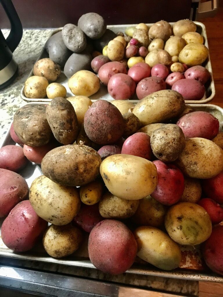 potatoes - A pictorial grape-to-glass wine journey