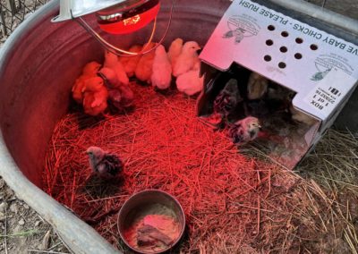 Baby chicks 2 - Euphoria's Wellness Retreat at Sonocaia's Hydeout and lots of other fun stuff