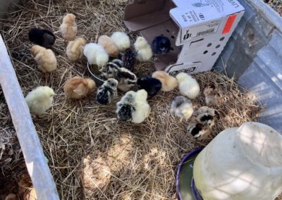 baby chicks 1 - Euphoria's Wellness Retreat at Sonocaia's Hydeout and lots of other fun stuff