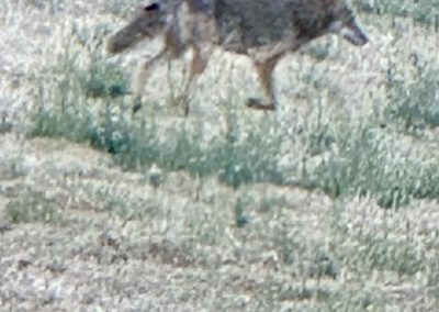 Coyote 1 - Yoga Retreat, Olive Oil, July 4th, and more