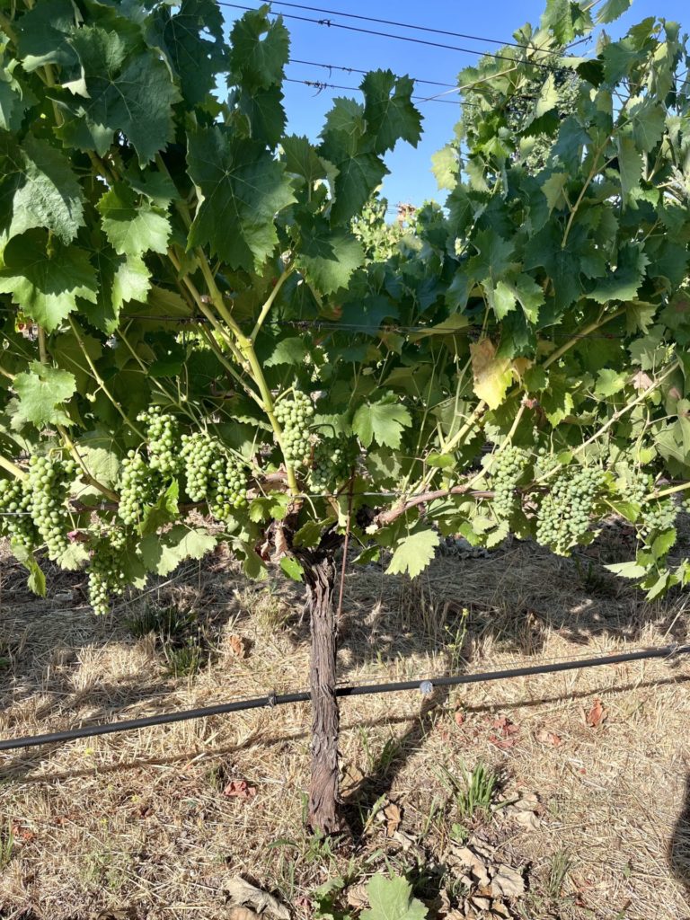 Sonocaia sagrantino grapes deleafing - Compelling fun in the Sonoma Valley