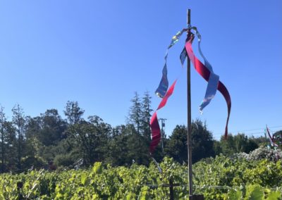 Bird tape 2 - Featured wines and entertaining Sonoma Valley stories and images