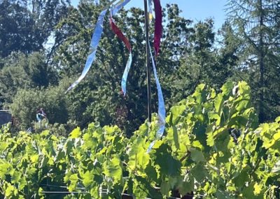 Bird tape 3 - Featured wines and entertaining Sonoma Valley stories and images