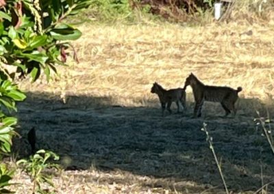 Bobcat 1 - You gotta read this blog post, it's not only about wine!