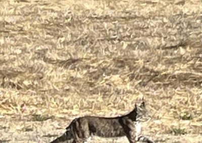 Bobcat 2 - Featured wines and entertaining Sonoma Valley stories and images