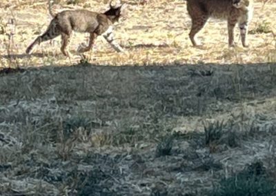 Bobcat 3 - You gotta read this blog post, it's not only about wine!