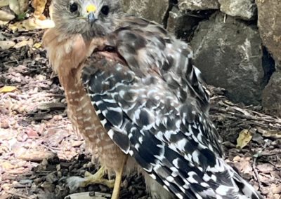 Red tail Hawk 2 - You gotta read this blog post, it's not only about wine!