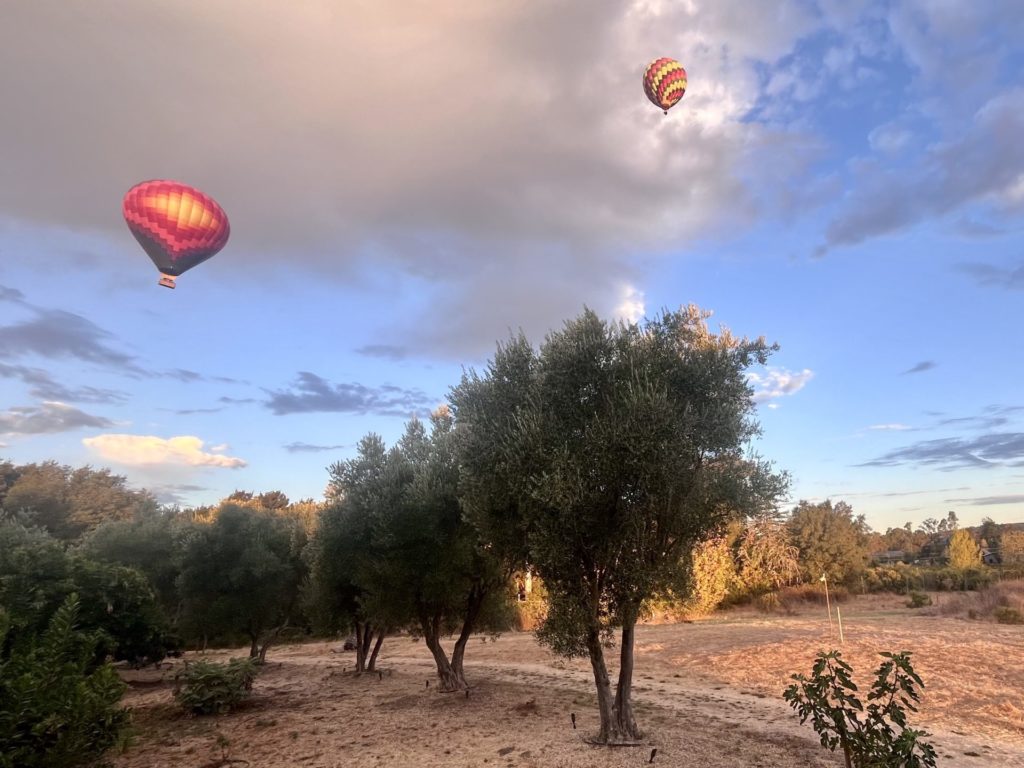 Balloons - A pictorial grape-to-glass wine journey