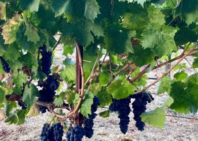 Fruit - A pictorial grape-to-glass wine journey