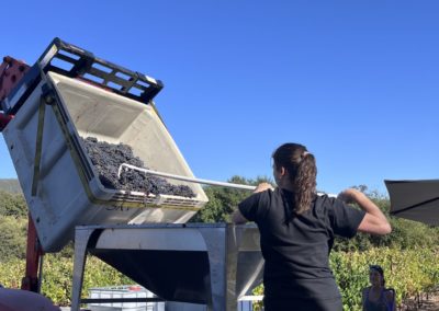 bin dump 1 - A pictorial grape-to-glass wine journey